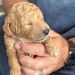 Male Purple Collar(Prince) - Red  male Goldendoodle puppy in Cape Coral, Florida from GoldenDoodles Cape Coral