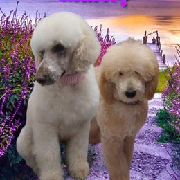 Marley - Poodle
