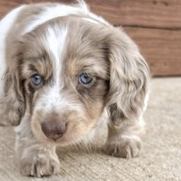 Bloodhounds and Dachshunds from Hat Creek Kennel