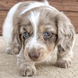 Bloodhounds and Dachshunds from Hat Creek Kennel