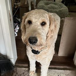 Goldendoodles from Just Doodles by the Bay