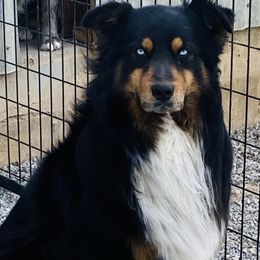 Monster - Australian Shepherd