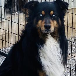 Monster - Australian Shepherd