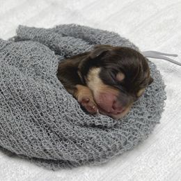 Andros - Liver male Miniature Schnauzer puppy in Huntington, Utah from Schnauzers on Robinson Lane