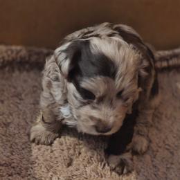 Girl 1 - Red merle female Aussiedoodle puppy in Junction, Utah from Sugar Doodles