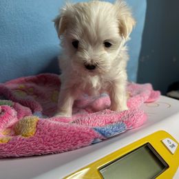 Candace - White female Maltese puppy in Clover, South Carolina from Cudi’s Buddies