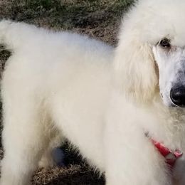 Poodles from Rita's Poodles
