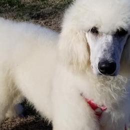 Poodles from Rita's Poodles