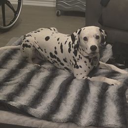 Marshall - Dalmatian