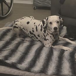 Marshall - Dalmatian