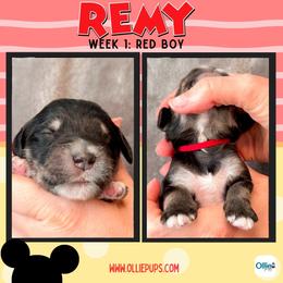 Remy (Red) - male Golden Mountain Doodle puppy in Boiling Springs, South Carolina from OlliePups, LLC