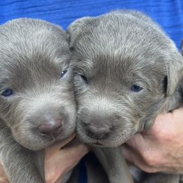 Dilute Retrievers and Labrador Retrievers from McKenzie Reign Labradors