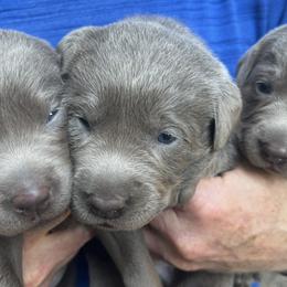 Dilute Retrievers and Labrador Retrievers from McKenzie Reign Labradors
