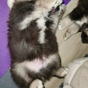 Finnish Lapphund Puppies from Tulikettu Kennel