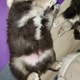 Finnish Lapphund Puppies from Tulikettu Kennel