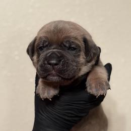 Sole - Gray and fawn male Cane Corso puppy in Houston, Texas from Mortaio Cane Corso