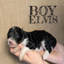 Elvis - Black and white male Bernedoodle puppy in Cambridge, Minnesota from Country Meadow Doodles
