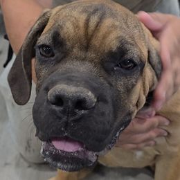 Light Pink Collar Girl - AKC and ICCF - Fawn female Cane Corso puppy in Gorman, Texas from McOmber Country Kennels