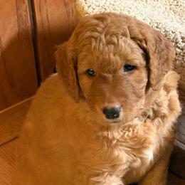Flynn - Apricot male Goldendoodle puppy in Indiana, Pennsylvania from Kathy's Doodles
