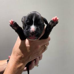 Purple - Brindle female Boxer puppy in Jamesville, New York from Reynolds Homestead Boxers