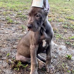 Great Dane Puppies from F&B Kennels