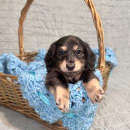Saint - Black and cream male Dachshund puppy in Statesville, North Carolina from Lakeside Dachshunds