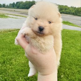 Zeus - Orange male Pomeranian puppy in Waterloo, Indiana from Garcias Pomeranian