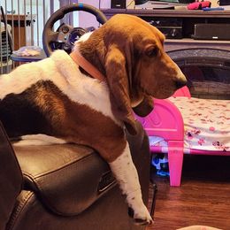 Neville - Basset Hound