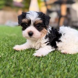 Girl 3 - female Yorkshire Terrier puppy in Jacksonville, Florida from Yorktown Yorkies