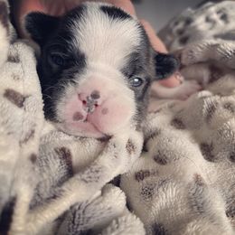 French Bulldog Puppies from Peek Frenchie Babies