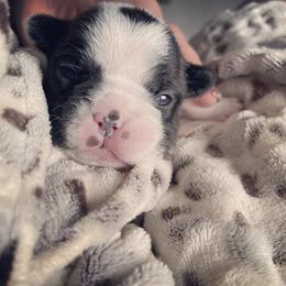 French Bulldog Puppies from Peek Frenchie Babies