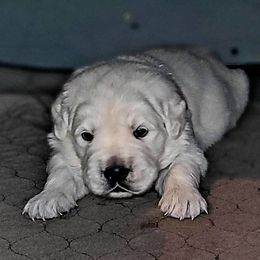 Boy 3 - Light golden male Golden Retriever puppy in Osceola, Iowa from Healing Hearts Therapy Goldens