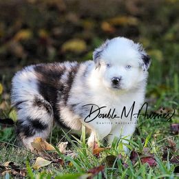 Malachite - Blue merle male Australian Shepherd puppy in Olivehurst, California from Double M Aussies