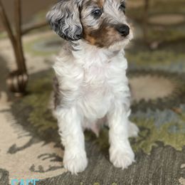 Sage - Blue merle male Aussiedoodle puppy in Henry, Illinois from Rowe Farms Doodles