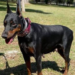 Doberman Pinschers from Knights Squire Dobermans