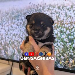 MILKY WAY - Black and tan male Shiba Inu puppy in Minnesota from BonsaiShibas
