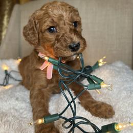 Ginger - Red female Bernedoodle puppy in Greenville, South Carolina from Halo BerneDo