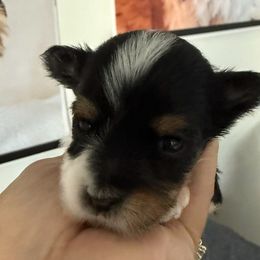 Sweet Pea - Black tan and white female Biewer Terrier puppy in Cartersville, Georgia from Alpha Tiny Paws