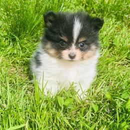 Chive (Black and Tan (Tri) Parti Male - Black and tan parti male Pomeranian puppy in Buck Valley, Pennsylvania from Buck Valley Pomeranians