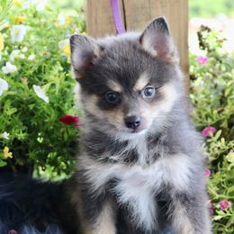 Lincoln - Blue male Pomsky puppy in Missouri from Husky Hill Kennel