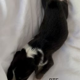 Australian Shepherd Puppies from FairWilde Farm