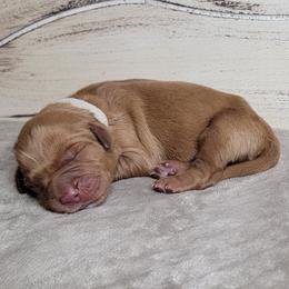 TBD - Dark golden male Golden Retriever puppy in Scurry, Texas from 07 Seven Oaks Goldens and Doodles