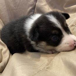 Crackle - Black and white male American Corgi puppy in Hueytown, Alabama from AAA Corgis
