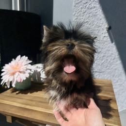 King T - Black and tan male Yorkshire Terrier puppy in Cape Coral, Florida from Katherine’s Yorkies and Poodles