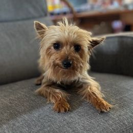 Morkies and Yorkshire Terriers from Lisa’s Little Yorkies