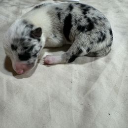 Girl 2 - Blue merle female Border Collie puppy in Meridian, Mississippi from Border Hollow Border Collies