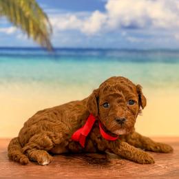 Puff (Red Collar Female) - Red  female Goldendoodle puppy in Santa Clara, Utah from Desert Dawn Doodles