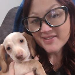Dachshund Puppies from Goldie Girls Ranch Dachshunds