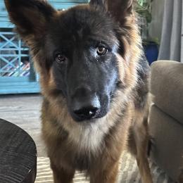 Hans - Black and red male German Shepherd puppy in Chico, California from Bidwell Knight Shepherds