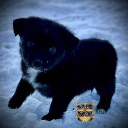 Dorothy - Black & white female Australian Shepherd puppy in El Dorado Springs, Missouri from HP Aussie Kennels